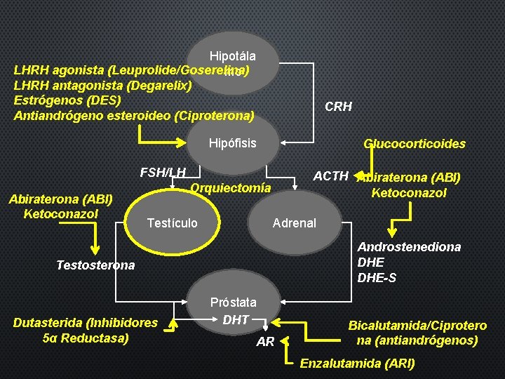 Hipotála LHRH agonista (Leuprolide/Goserelina) mo LHRH antagonista (Degarelix) Estrógenos (DES) Antiandrógeno esteroideo (Ciproterona) CRH
