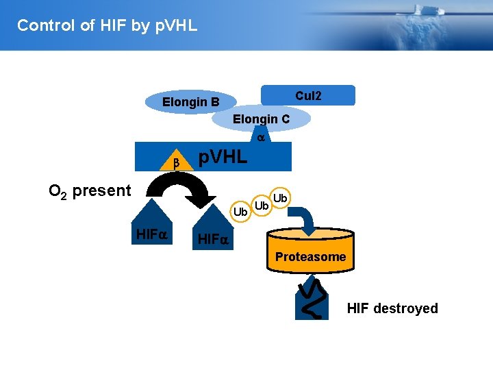 Control of HIF by p. VHL Cul 2 Elongin B Elongin C b p.