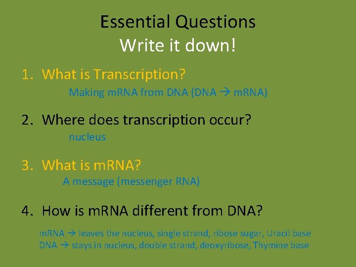 Essential Questions Write it down! 1. What is Transcription? Making m. RNA from DNA Essential Questions Write it down! 1. What is Transcription? Making m. RNA from DNA
