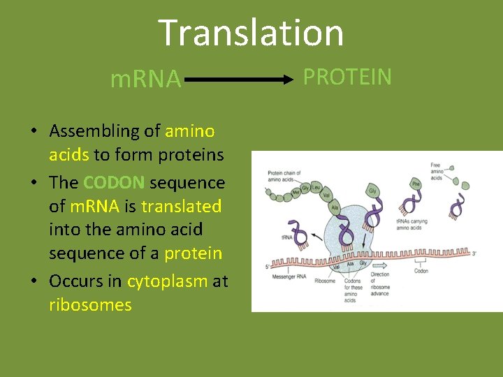 Translation m. RNA • Assembling of amino acids to form proteins • The CODON Translation m. RNA • Assembling of amino acids to form proteins • The CODON