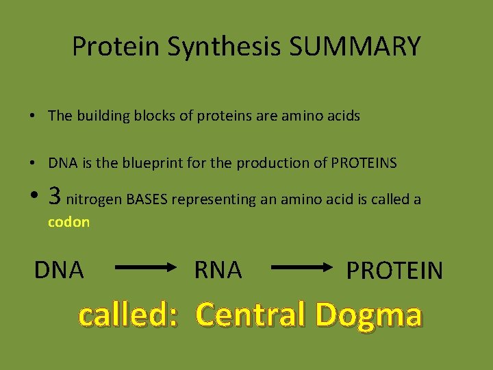 Protein Synthesis SUMMARY • The building blocks of proteins are amino acids • DNA Protein Synthesis SUMMARY • The building blocks of proteins are amino acids • DNA