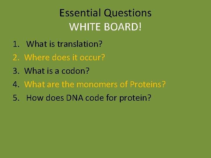Essential Questions WHITE BOARD! 1. 2. 3. 4. 5. What is translation? Where does Essential Questions WHITE BOARD! 1. 2. 3. 4. 5. What is translation? Where does
