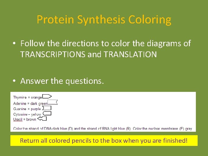 Protein Synthesis Coloring • Follow the directions to color the diagrams of TRANSCRIPTIONS and Protein Synthesis Coloring • Follow the directions to color the diagrams of TRANSCRIPTIONS and