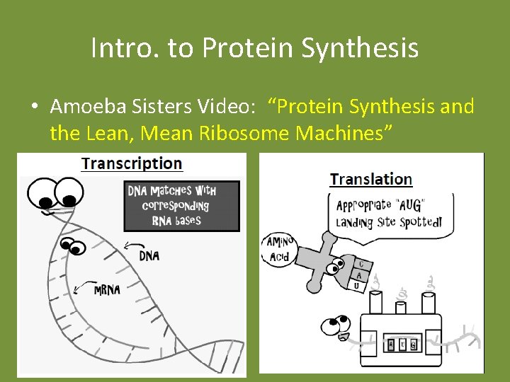 Intro. to Protein Synthesis • Amoeba Sisters Video: “Protein Synthesis and the Lean, Mean Intro. to Protein Synthesis • Amoeba Sisters Video: “Protein Synthesis and the Lean, Mean