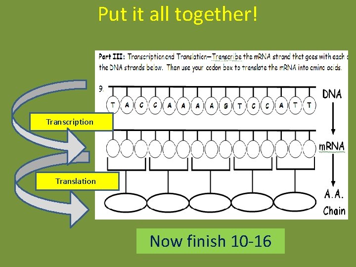 Put it all together! Transcription! Translation! Now finish 10 -16 Put it all together! Transcription! Translation! Now finish 10 -16