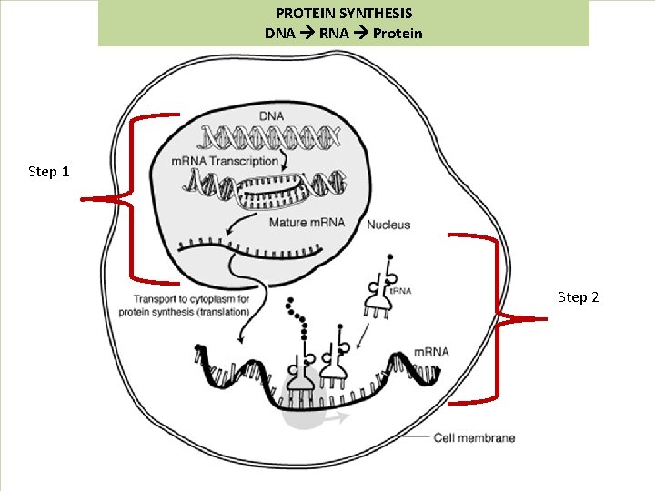 PROTEIN SYNTHESIS DNA RNA Protein Step 1 Step 2 PROTEIN SYNTHESIS DNA RNA Protein Step 1 Step 2