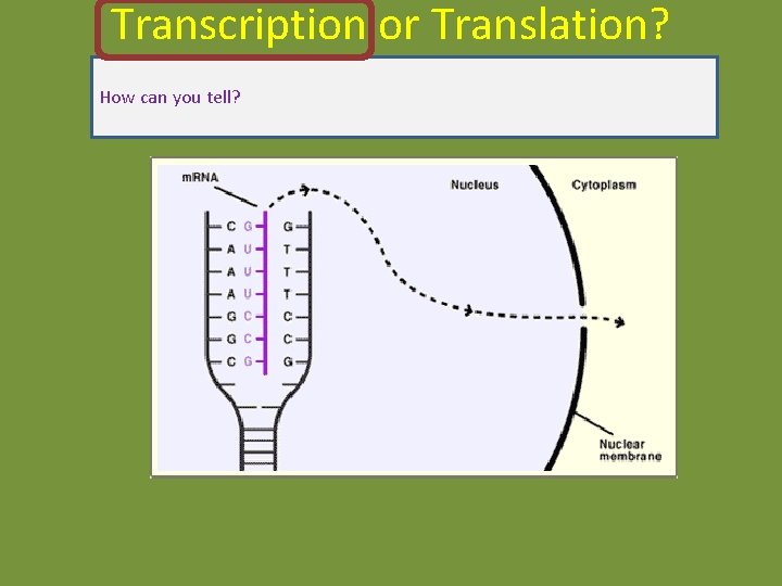 Transcription or Translation? How can you tell? Transcription or Translation? How can you tell?