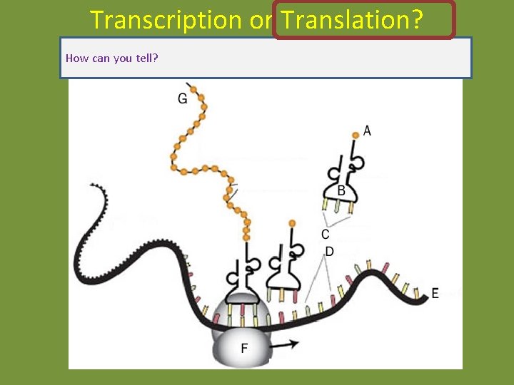 Transcription or Translation? How can you tell? Transcription or Translation? How can you tell?