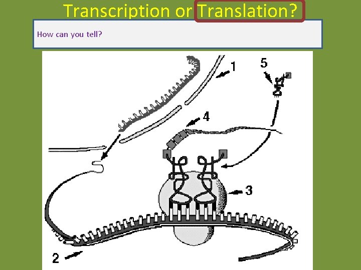 Transcription or Translation? How can you tell? Transcription or Translation? How can you tell?