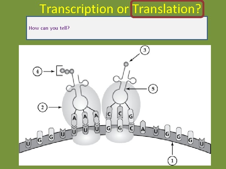Transcription or Translation? How can you tell? Transcription or Translation? How can you tell?