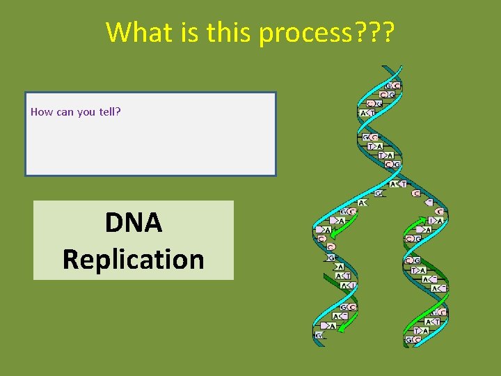 What is this process? ? ? How can you tell? DNA Replication What is this process? ? ? How can you tell? DNA Replication