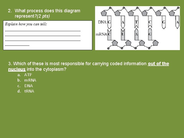 2. What process does this diagram represent? (2 pts) Explain how you can tell: 2. What process does this diagram represent? (2 pts) Explain how you can tell: