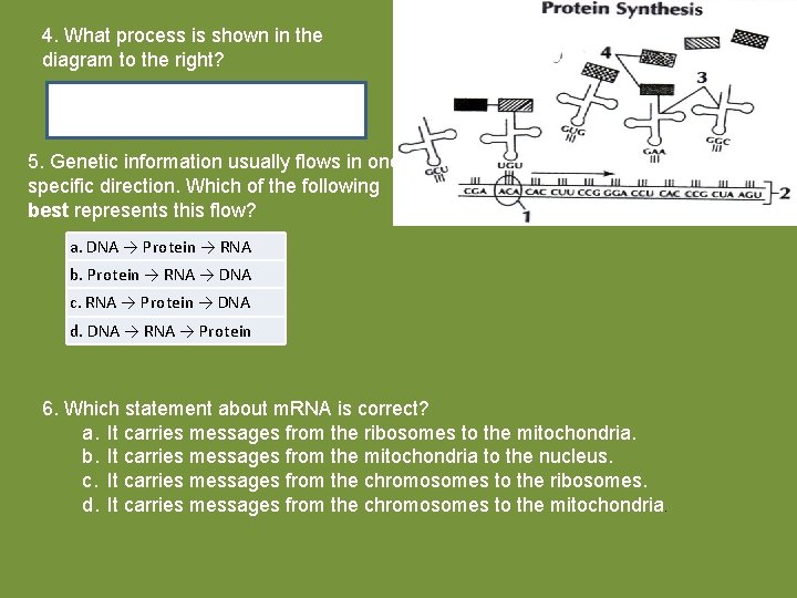 4. What process is shown in the diagram to the right? 5. Genetic information 4. What process is shown in the diagram to the right? 5. Genetic information