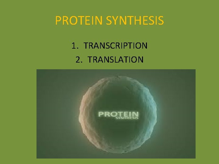PROTEIN SYNTHESIS 1. TRANSCRIPTION 2. TRANSLATION PROTEIN SYNTHESIS 1. TRANSCRIPTION 2. TRANSLATION