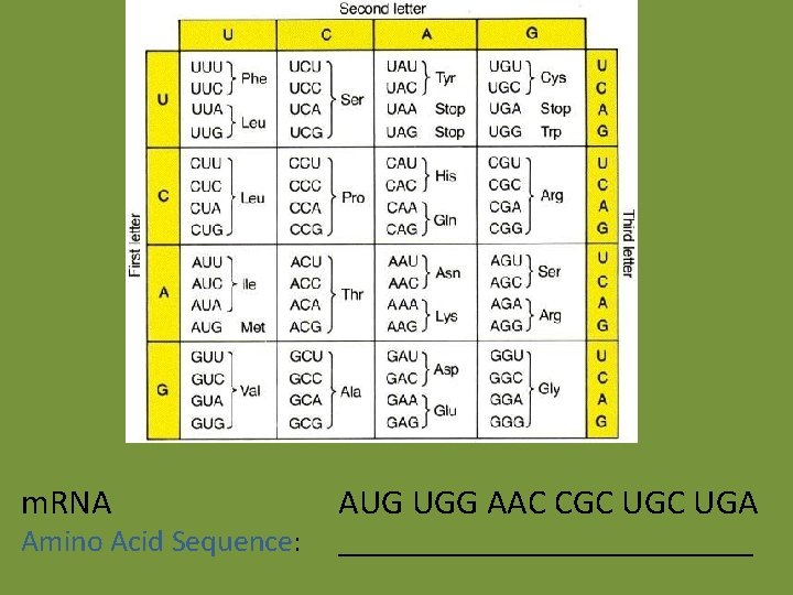 m. RNA Amino Acid Sequence: AUG UGG AAC CGC UGA ______________ m. RNA Amino Acid Sequence: AUG UGG AAC CGC UGA ______________