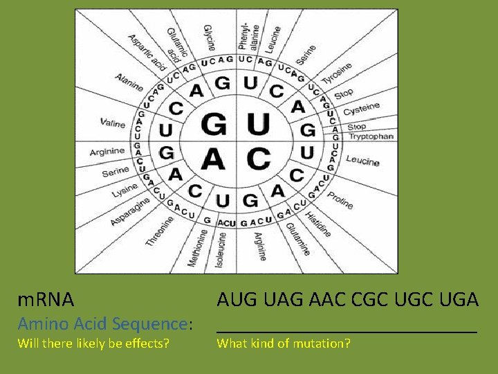 m. RNA AUG UAG AAC CGC UGA Will there likely be effects? What kind m. RNA AUG UAG AAC CGC UGA Will there likely be effects? What kind