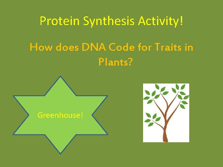 Protein Synthesis Activity! How does DNA Code for Traits in Plants? Greenhouse! Protein Synthesis Activity! How does DNA Code for Traits in Plants? Greenhouse!