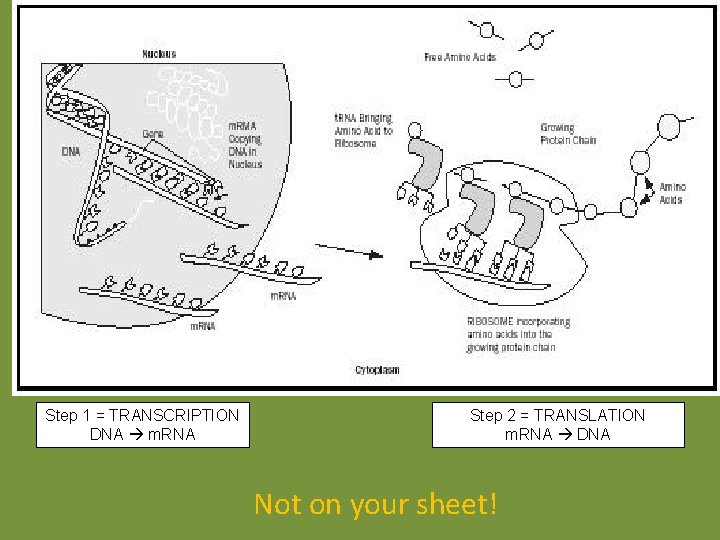 Step 1 = TRANSCRIPTION DNA m. RNA Step 2 = TRANSLATION m. RNA DNA Step 1 = TRANSCRIPTION DNA m. RNA Step 2 = TRANSLATION m. RNA DNA