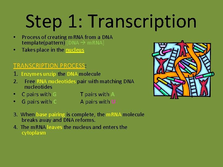 Step 1: Transcription • • Process of creating m. RNA from a DNA template(pattern) Step 1: Transcription • • Process of creating m. RNA from a DNA template(pattern)