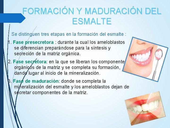 FORMACIÓN Y MADURACIÓN DEL ESMALTE Se distinguen tres etapas en la formación del esmalte FORMACIÓN Y MADURACIÓN DEL ESMALTE Se distinguen tres etapas en la formación del esmalte