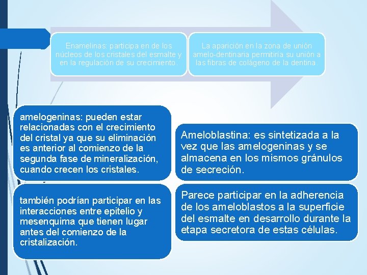 Enamelinas: participa en de los núcleos de los cristales del esmalte y en la Enamelinas: participa en de los núcleos de los cristales del esmalte y en la