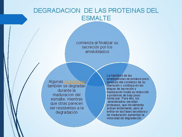 DEGRADACION DE LAS PROTEINAS DEL ESMALTE comienza al finalizar su secreción por los ameloblastos DEGRADACION DE LAS PROTEINAS DEL ESMALTE comienza al finalizar su secreción por los ameloblastos
