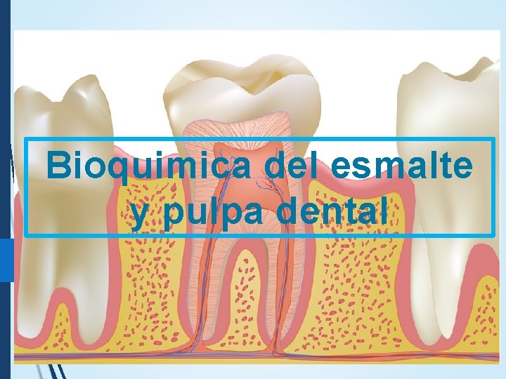 Bioquimica del esmalte y pulpa dental Bioquimica del esmalte y pulpa dental