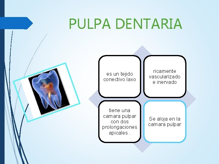 PULPA DENTARIA es un tejido conectivo laxo ricamente vascularizado e inervado tiene una camara PULPA DENTARIA es un tejido conectivo laxo ricamente vascularizado e inervado tiene una camara