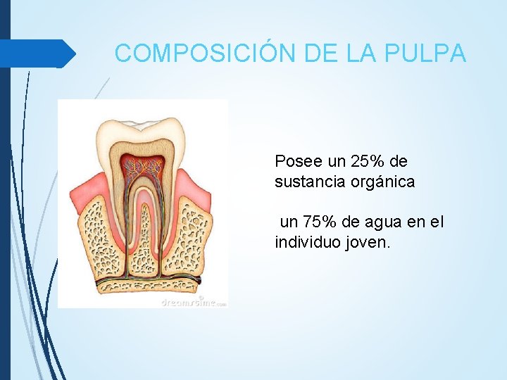 COMPOSICIÓN DE LA PULPA Posee un 25% de sustancia orgánica un 75% de agua COMPOSICIÓN DE LA PULPA Posee un 25% de sustancia orgánica un 75% de agua