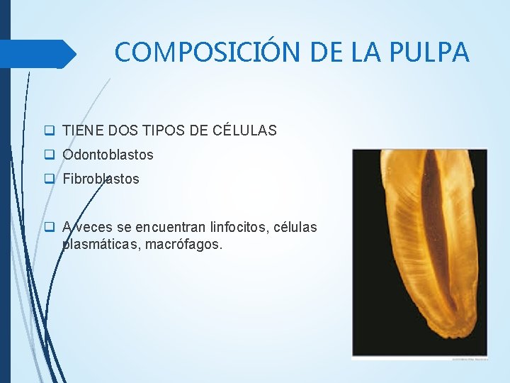 COMPOSICIÓN DE LA PULPA q TIENE DOS TIPOS DE CÉLULAS q Odontoblastos q Fibroblastos COMPOSICIÓN DE LA PULPA q TIENE DOS TIPOS DE CÉLULAS q Odontoblastos q Fibroblastos