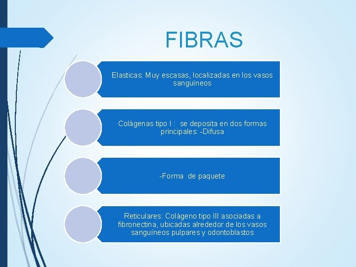 FIBRAS Elasticas: Muy escasas, localizadas en los vasos sanguíneos Colágenas tipo I : se FIBRAS Elasticas: Muy escasas, localizadas en los vasos sanguíneos Colágenas tipo I : se