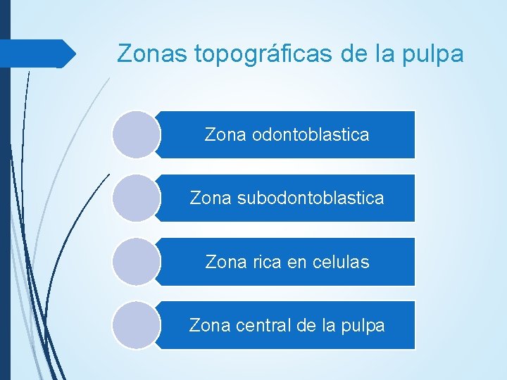 Zonas topográficas de la pulpa Zona odontoblastica Zona subodontoblastica Zona rica en celulas Zona Zonas topográficas de la pulpa Zona odontoblastica Zona subodontoblastica Zona rica en celulas Zona
