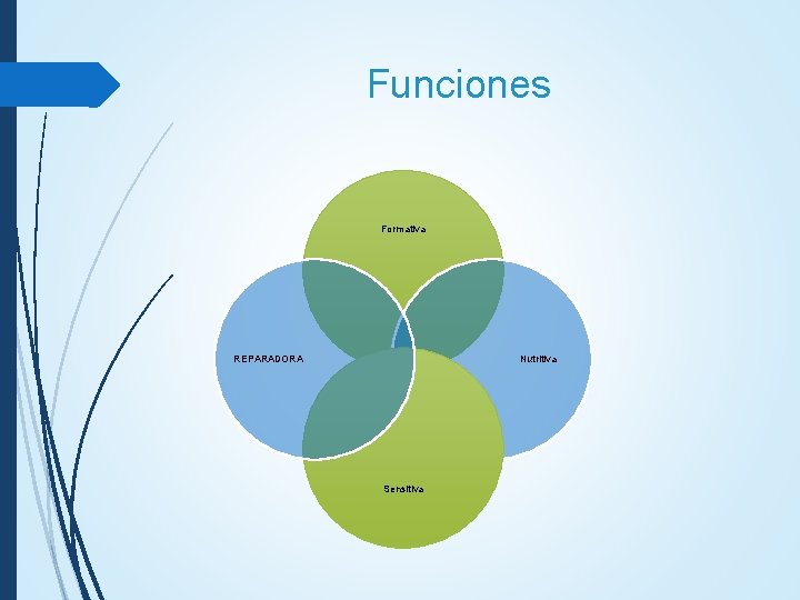 Funciones Formativa REPARADORA Nutritiva Sensitiva Funciones Formativa REPARADORA Nutritiva Sensitiva