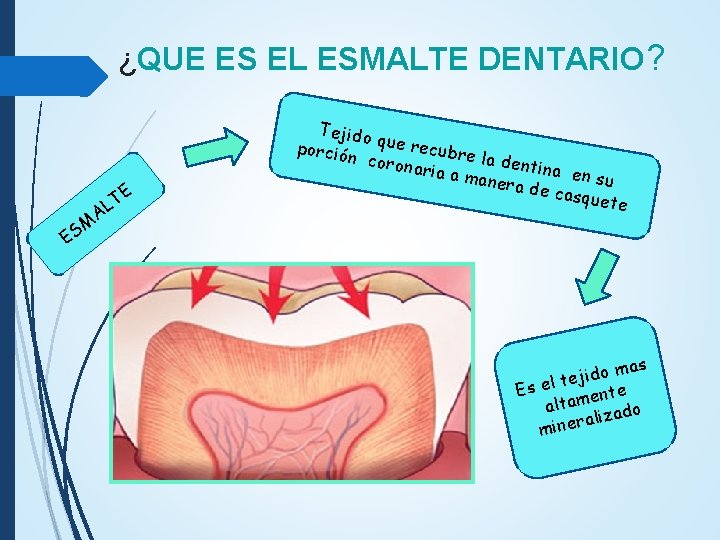 ¿QUE ES EL ESMALTE DENTARIO? M S E A E T L Tejido porción ¿QUE ES EL ESMALTE DENTARIO? M S E A E T L Tejido porción