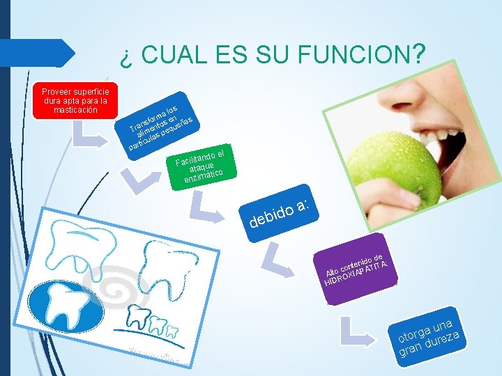 ¿ CUAL ES SU FUNCION? Proveer superficie dura apta para la masticación s a ¿ CUAL ES SU FUNCION? Proveer superficie dura apta para la masticación s a