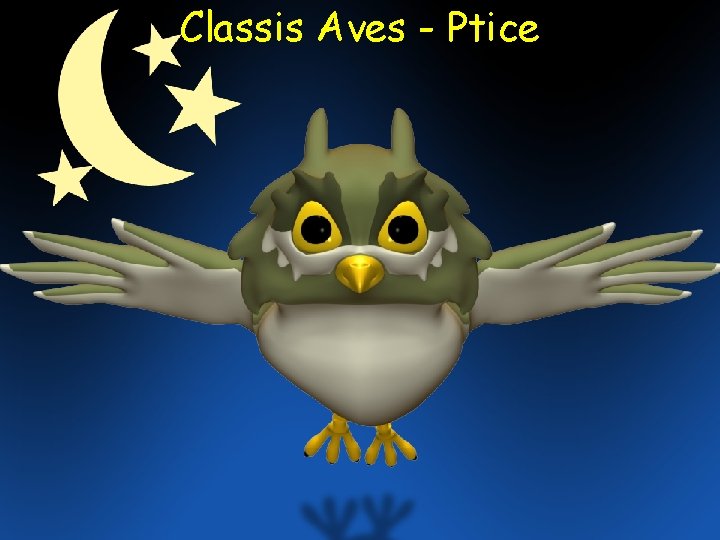 Classis Aves - Ptice Classis Aves - Ptice