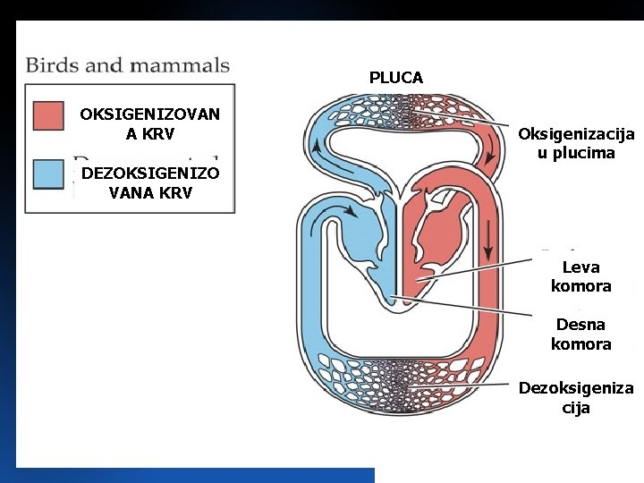 KRVNI SISTEM PLUCA OKSIGENIZOVAN A KRV Oksigenizacija u plucima DEZOKSIGENIZO VANA KRV Leva komora KRVNI SISTEM PLUCA OKSIGENIZOVAN A KRV Oksigenizacija u plucima DEZOKSIGENIZO VANA KRV Leva komora