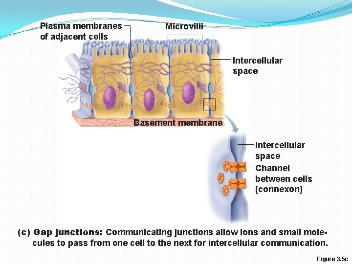 Plasma membranes of adjacent cells Microvilli Intercellular space Basement membrane Intercellular space Channel between Plasma membranes of adjacent cells Microvilli Intercellular space Basement membrane Intercellular space Channel between