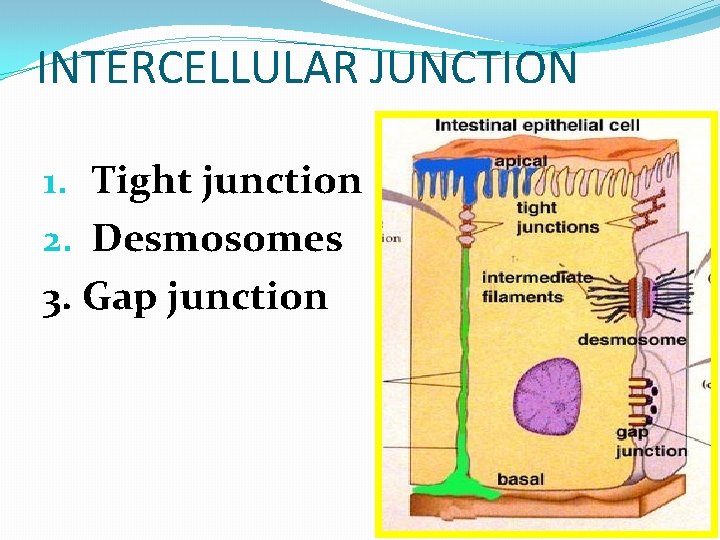 INTERCELLULAR JUNCTION 1. Tight junction 2. Desmosomes 3. Gap junction  INTERCELLULAR JUNCTION 1. Tight junction 2. Desmosomes 3. Gap junction