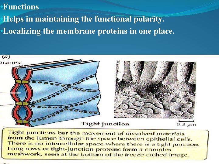  • Functions • Helps in maintaining the functional polarity. • Localizing the membrane