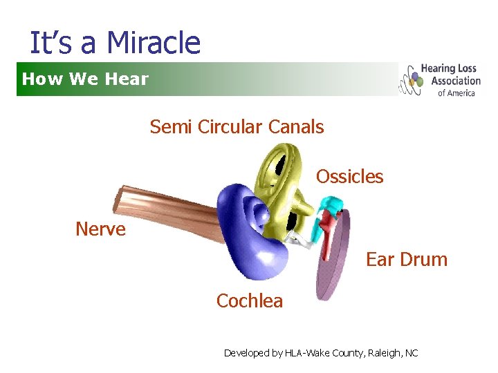 It’s a Miracle How We Hear Semi Circular Canals Ossicles Nerve Ear Drum Cochlea