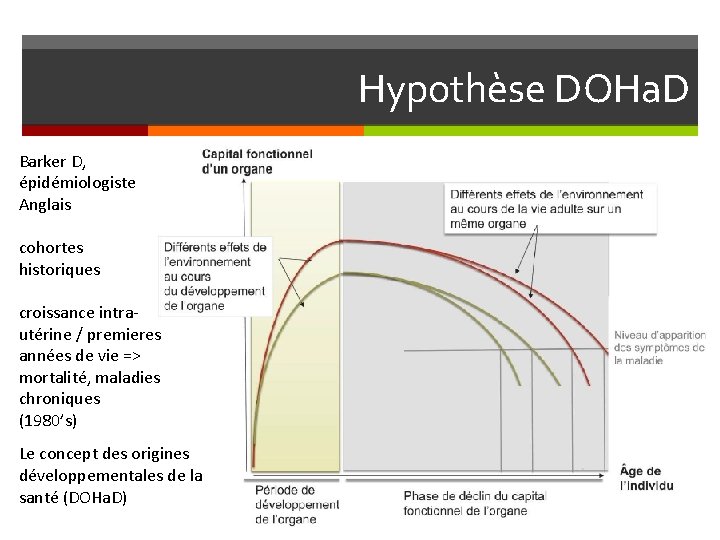 Hypothèse DOHa. D Barker D, épidémiologiste Anglais cohortes historiques croissance intrautérine / premieres années