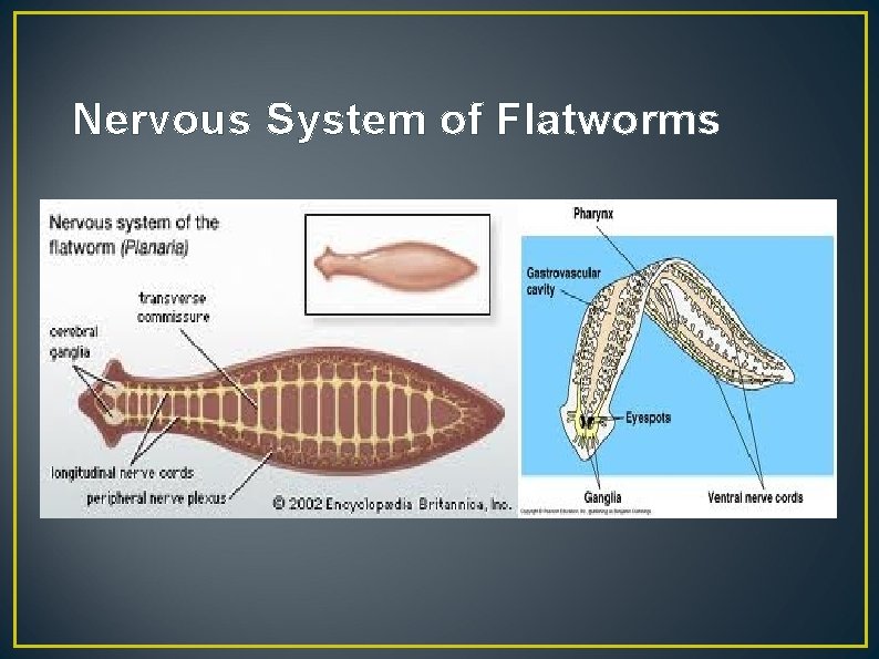 Nervous System of Flatworms 
