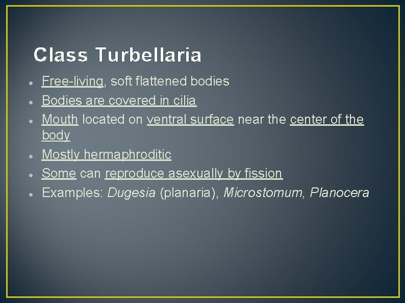 Class Turbellaria Free-living, soft flattened bodies Bodies are covered in cilia Mouth located on