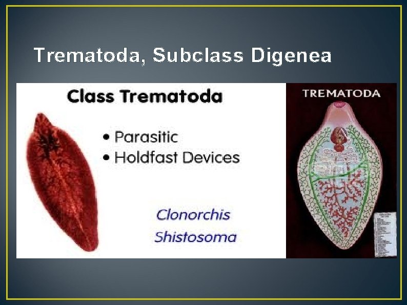 Trematoda, Subclass Digenea 