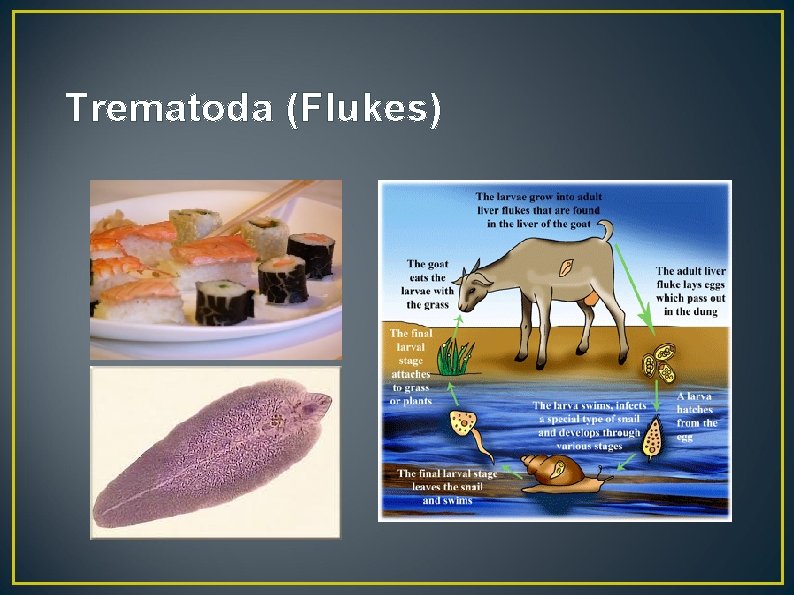 Trematoda (Flukes) 