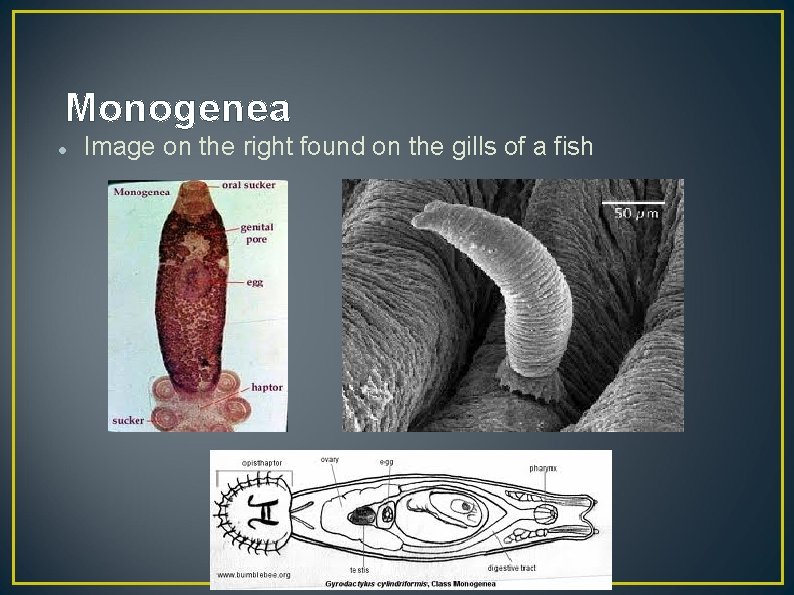 Monogenea Image on the right found on the gills of a fish 