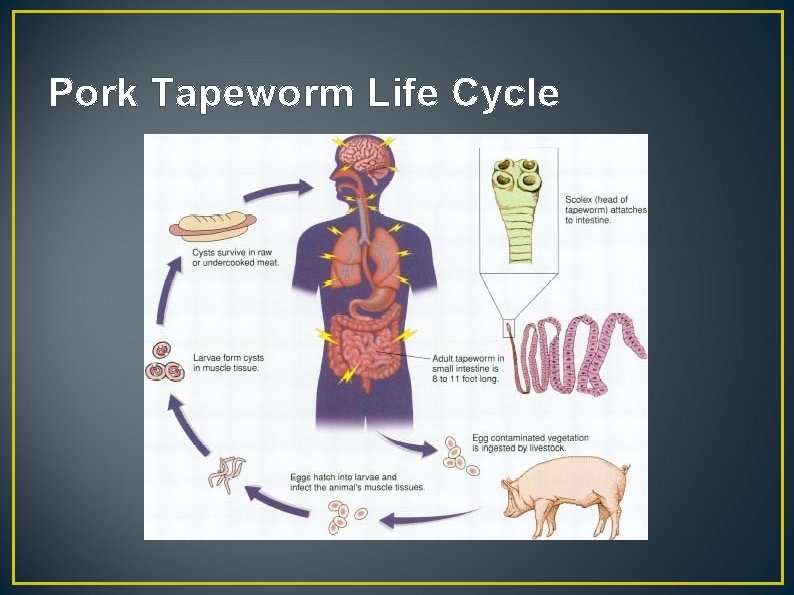 Pork Tapeworm Life Cycle 