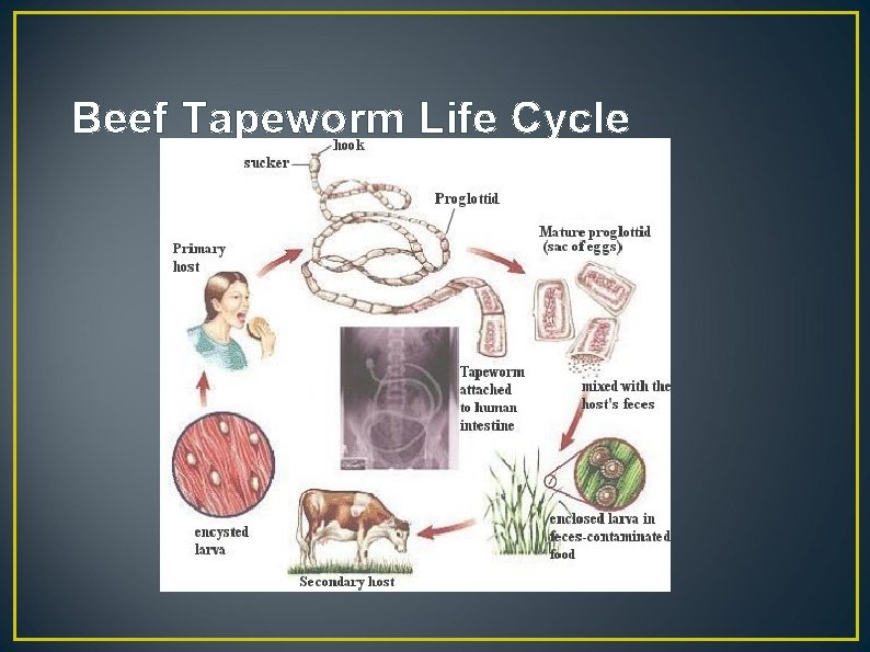 Beef Tapeworm Life Cycle 