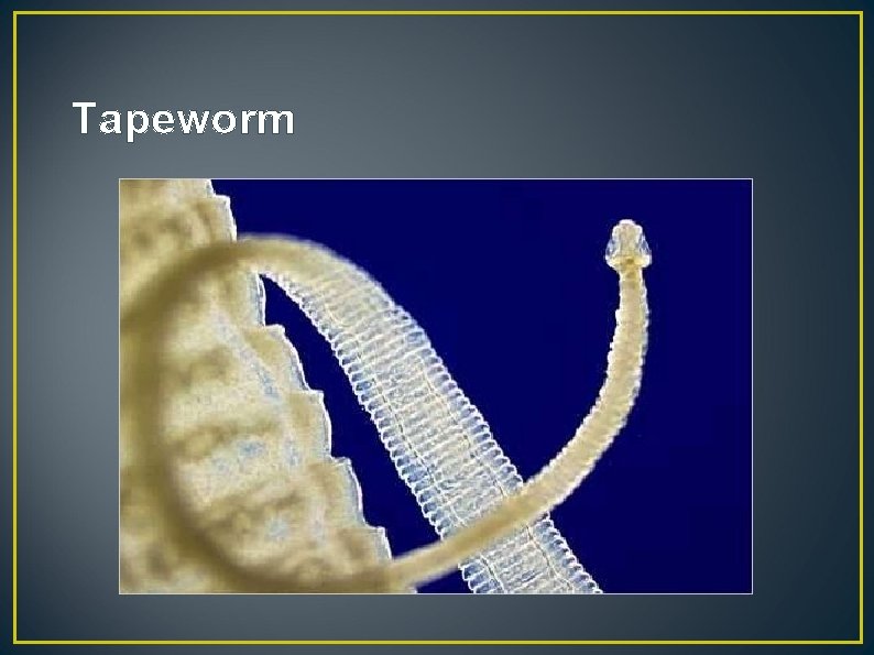 Tapeworm 